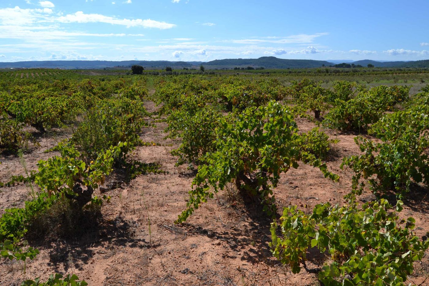 tierras de viñas requena